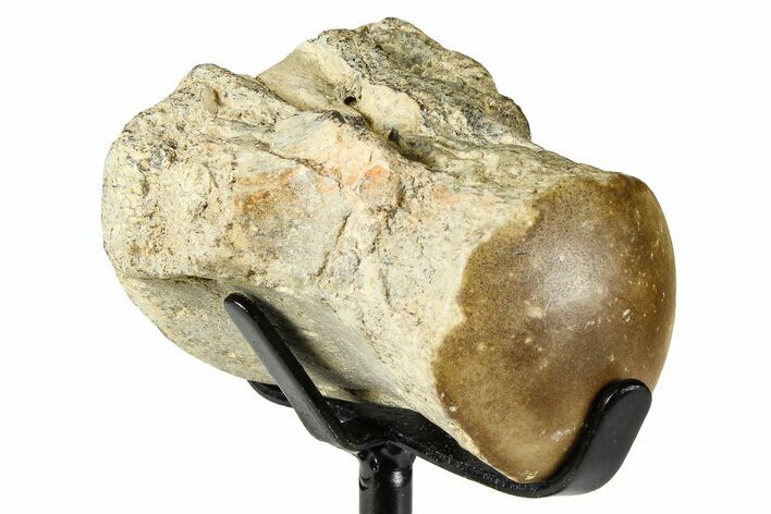 Fossil Mosasaur Vertebra w/ Metal Stand - Texas #377881